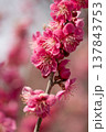 春を告げる梅の花 137843753