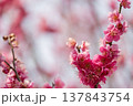 春を告げる梅の花 137843754