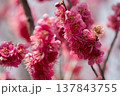 春を告げる梅の花 137843755