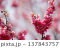 春を告げる梅の花 137843757