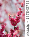 春を告げる梅の花 137843758