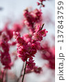 春を告げる梅の花 137843759
