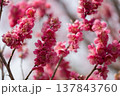 春を告げる梅の花 137843760