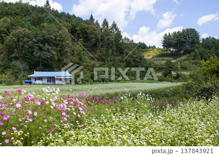 Scenery of a rural village with blooming buckwheat flowers. Scenery of a rural village with blooming buckwheat flowers. 137843921