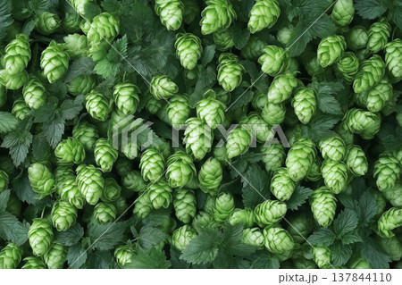 Fresh green hops for beer brewing 137844110