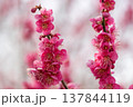 春を告げる梅の花 137844119