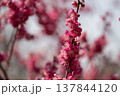 春を告げる梅の花 137844120