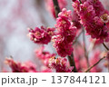 春を告げる梅の花 137844121