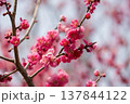 春を告げる梅の花 137844122