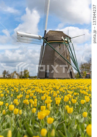 Traditional Dutch windmill standing in yellow tulip field under blue sky with copy space 137844237