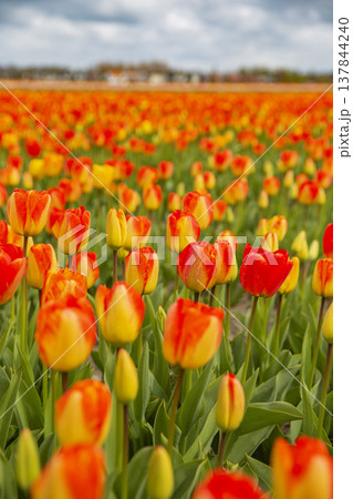 Close up of orange tulips in blooming field of Holland, spring vibrancy with copy space Close up of orange tulips in blooming field of Holland, spring vibrancy with copy space 137844240
