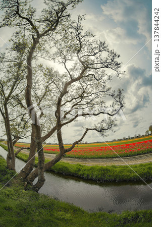 Old tree by the canal and vibrant tulip field in Holland, fisheye lens effect with copy space 137844242