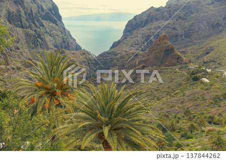 Scenic View of Masca Valley Gorge in Tenerife with Palms and Copy Space Scenic View of Masca Valley Gorge in Tenerife with Palms and Copy Space 137844262