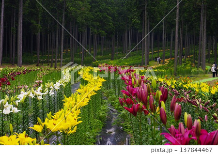 岐阜県揖斐川町の谷汲ユリ園では、季節になると色とりどりのユリの花が咲きほこります。 137844467