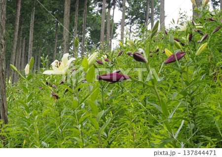 岐阜県揖斐川町の谷汲ユリ園では、季節になると色とりどりのユリの花が咲きほこります。 岐阜県揖斐川町の谷汲ユリ園では、季節になると色とりどりのユリの花が咲きほこります。 137844471