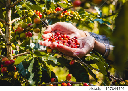 Coffee beans in the hands of a farmer picked from the plantation. Select focus 137844501