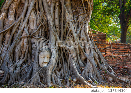 The head of the Buddha is in the root of the Bodhi tree. Wat Mahathat temple in a historical park in Ayutthaya, Thailand. Important landmarks are symbols 137844504