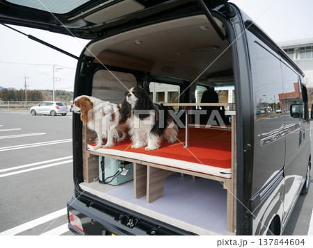 愛犬と楽しむ車中泊の旅:軽バンのリアスペースでくつろぐ2頭のキャバリア 愛犬と楽しむ車中泊の旅:軽バンのリアスペースでくつろぐ2頭のキャバリア 137844604