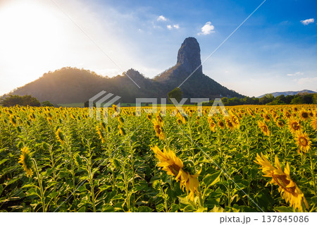Summer landscape beauty bluesky over sunflowers field with warm light and mountain Summer landscape beauty bluesky over sunflowers field with warm light and mountain 137845086