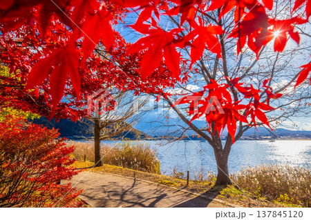 Red leaves during autumn foliage season at Lake Kawaguchiko and Fuji in the background, a popular place to see autumn foliage in Japan. 137845120