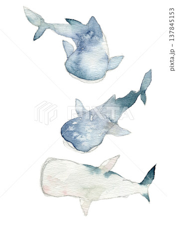 水彩のジンベエザメのイラストセット 137845153
