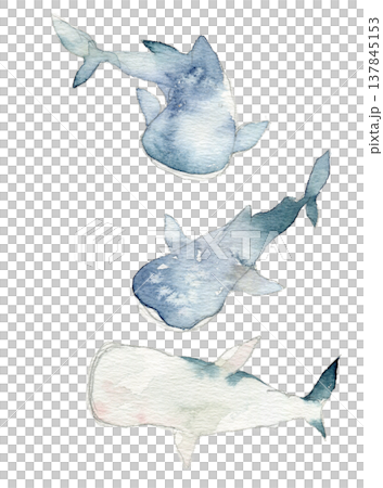 水彩のジンベエザメのイラストセット 137845153