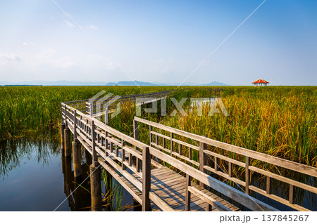 Beautiful landscape of wooden bridge walkway in swamp with grass field with blue sky mountain range background in Khao Sam Roi Yot National Park, Kui Buri District, Prachuap Khiri Khan, Thailand Beautiful landscape of wooden bridge walkway in swamp with grass field with blue sky mountain range background in Khao Sam Roi Yot National Park, Kui Buri District, Prachuap Khiri Khan, Thailand 137845267