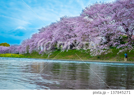 Beautiful blooming cherry blossoms or Sakura with Mount Fuji in the background and a Urui river in the foreground is a popular tourist spot in Fuji City, Shizuoka Japan. Beautiful blooming cherry blossoms or Sakura with Mount Fuji in the background and a Urui river in the foreground is a popular tourist spot in Fuji City, Shizuoka Japan. 137845271