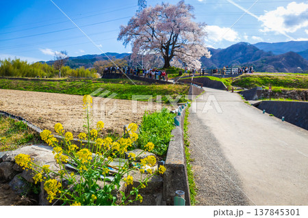 Yellow flower with walkway front of beautiful landscape of Wanitsuka no Sakura large 330 year old cherry tree in full bloom is a symbol of Nirasaki, Yamanashi Japan. 137845301