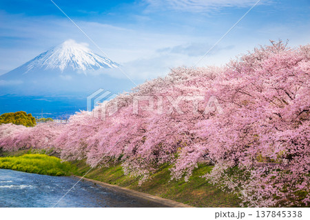 Beautiful blooming cherry blossoms with Mount Fuji in the background and a Urui river in the foreground is a popular tourist spot in Fuji City, Shizuoka Japan. Beautiful blooming cherry blossoms with Mount Fuji in the background and a Urui river in the foreground is a popular tourist spot in Fuji City, Shizuoka Japan. 137845338
