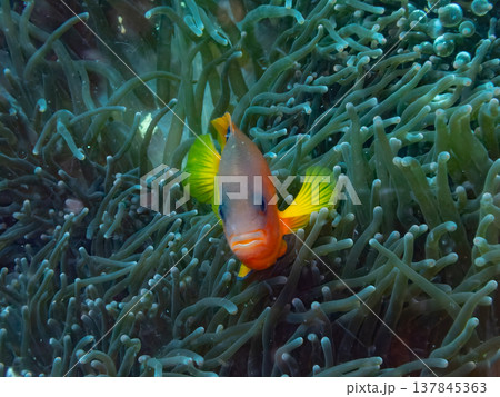 レッドサドルバックアネモネフィッシュ 137845363