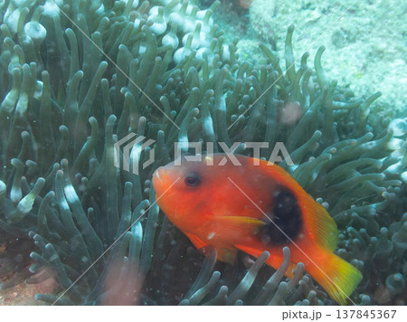 レッドサドルバックアネモネフィッシュ 137845367