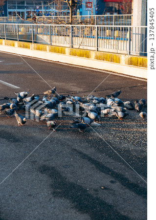 Pigeons gather on the street for food at a public area during daylight Pigeons gather on the street for food at a public area during daylight 137845405