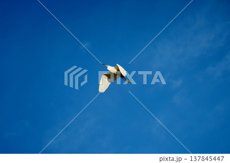 鮮やかなブルーバックに白い翼を広げたサギの飛行 137845447