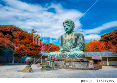 Daibutsu or Great Buddha of Kamakura in Kotokuin Temple at Kanagawa Prefecture Japan with leaves changing color It is an important landmark and a popular destination for tourists and pilgrims. 137845495