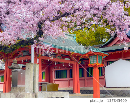 Cherry blossoms in full bloom at a Japanese shrine with traditional red lanterns. Copy space background Cherry blossoms in full bloom at a Japanese shrine with traditional red lanterns. Copy space background 137845499