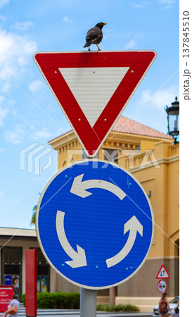 Bird sits on traffic sign in a busy area during daylight Bird sits on traffic sign in a busy area during daylight 137845510