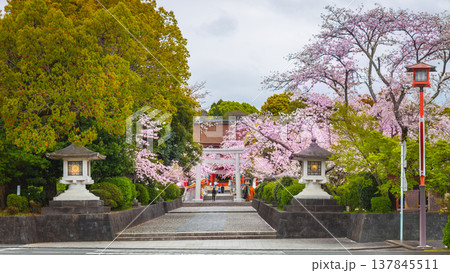 Cherry blossoms blooming in Fujisan Hongu Sengen Taisha Shinto Shrine at Fujinomiya famous shrine and landmark Shizuoka Japan Cherry blossoms blooming in Fujisan Hongu Sengen Taisha Shinto Shrine at Fujinomiya famous shrine and landmark Shizuoka Japan 137845511