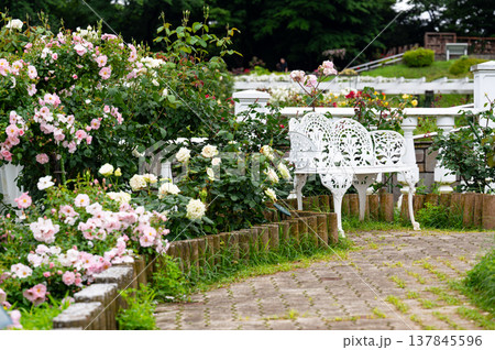 バラが咲いた庭、白いベンチ バラが咲いた庭、白いベンチ 137845596