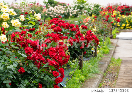 赤いバラ 赤いバラ 137845598