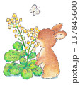 菜の花を食べている子うさぎのイラスト 菜の花を食べている子うさぎのイラスト 137845600