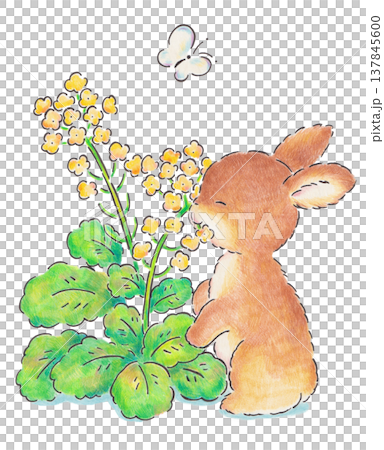 An illustration of a baby rabbit eating rapeseed flowers. An illustration of a baby rabbit eating rapeseed flowers. 137845600