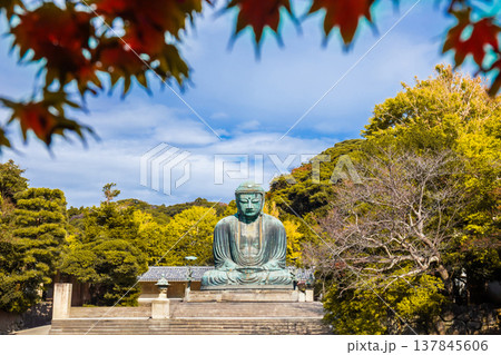 Daibutsu or Great Buddha of Kamakura in Kotokuin Temple at Kanagawa Prefecture Japan with leaves changing color It is an important landmark and a popular destination for tourists and pilgrims. Daibutsu or Great Buddha of Kamakura in Kotokuin Temple at Kanagawa Prefecture Japan with leaves changing color It is an important landmark and a popular destination for tourists and pilgrims. 137845606