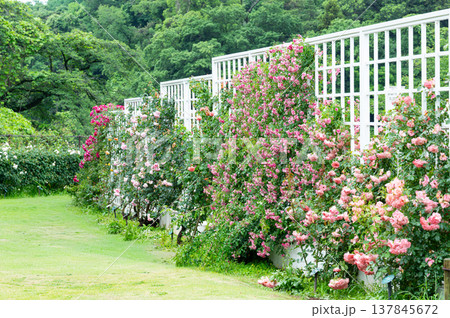 バラ園の美しい薔薇 137845672