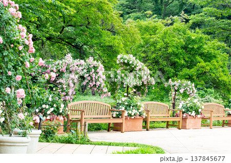 バラが満開になった公園 バラが満開になった公園 137845677