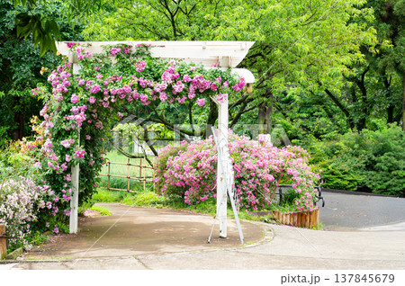 バラ園の美しい薔薇のアーチ バラ園の美しい薔薇のアーチ 137845679