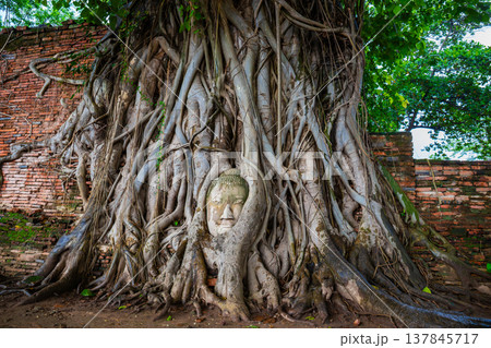 Head of Buddha statue in rainy day at the tree roots at Historical Park Wat Mahathat, Ayutthaya, Thailand. Head of Buddha statue in rainy day at the tree roots at Historical Park Wat Mahathat, Ayutthaya, Thailand. 137845717