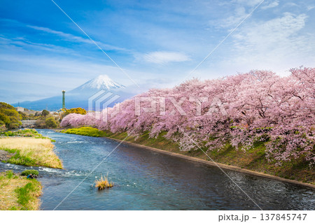 Beautiful blooming cherry blossoms with Mount Fuji in the background and a Urui river in the foreground is a popular tourist spot in Fuji City, Shizuoka Japan. Beautiful blooming cherry blossoms with Mount Fuji in the background and a Urui river in the foreground is a popular tourist spot in Fuji City, Shizuoka Japan. 137845747