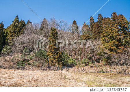 奥琵琶湖西浅井町の山林 滋賀県長浜市 奥琵琶湖西浅井町の山林 滋賀県長浜市 137845787