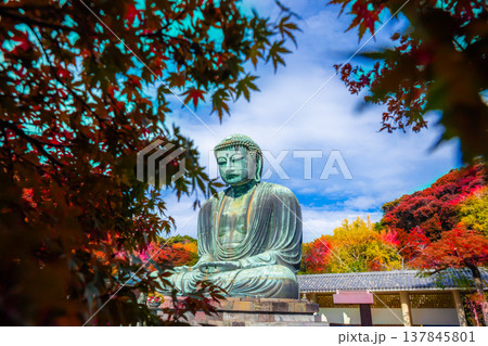 Daibutsu or Great Buddha of Kamakura in Kotokuin Temple at Kanagawa Prefecture Japan with leaves changing color It is an important landmark and a popular destination for tourists and pilgrims. Daibutsu or Great Buddha of Kamakura in Kotokuin Temple at Kanagawa Prefecture Japan with leaves changing color It is an important landmark and a popular destination for tourists and pilgrims. 137845801